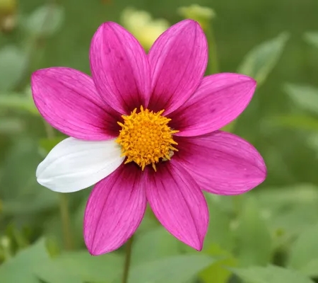 Purple flower with one white petal